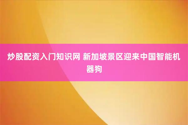 炒股配资入门知识网 新加坡景区迎来中国智能机器狗